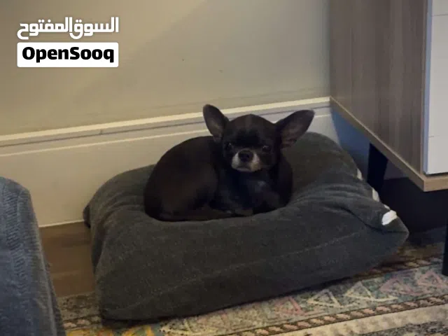 Chihuahua Female for Sale