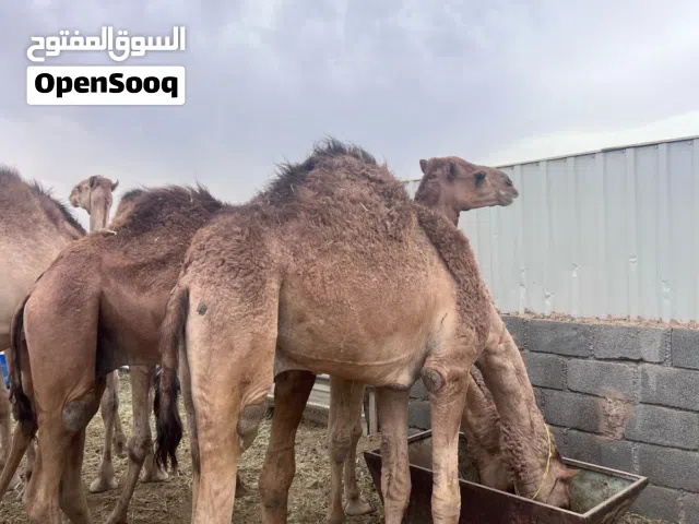 وصول دفعة جديدة من قعدان الجنوب احجام متتازه ولحم تبارك الله