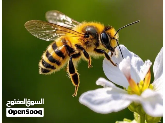 خلايا نحل للبيع