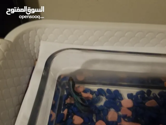 سمكة بيتا ازرق اللون