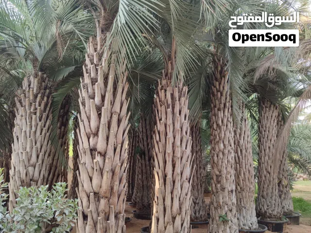 Butia Palm (Jelly Palm)
