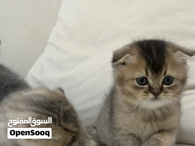 ثلاث قطط سكوتش فولد