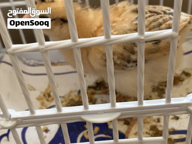 سمان صوص مع جميع مستلزماته