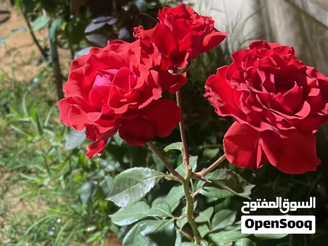 250 m2 3 Bedrooms Villa for Rent in Tripoli Ain Zara