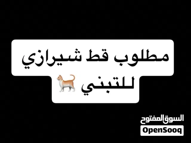مطلوب قط للتبني