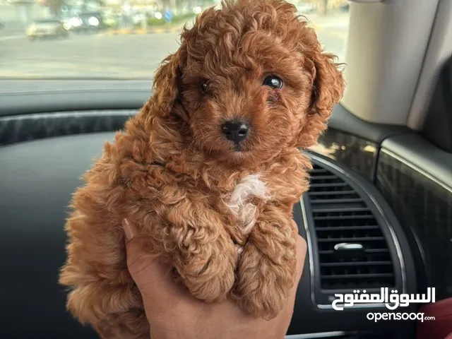 Poodles puppies small size two females one male بودلات حجم صغير نثيتين وذكر