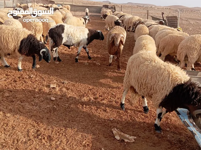 اضاحي عيد للبيع حاجه نظيفه مشالله