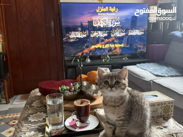 اسكوتش فولد اقل من 3 شهور