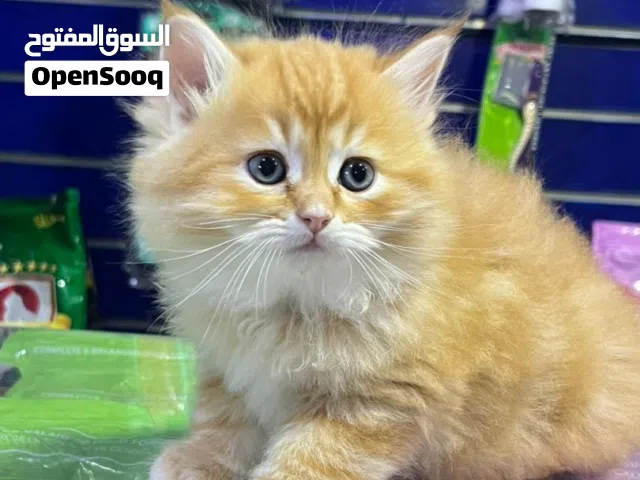 احتاج قط للتبني مجانا لو سمحتو