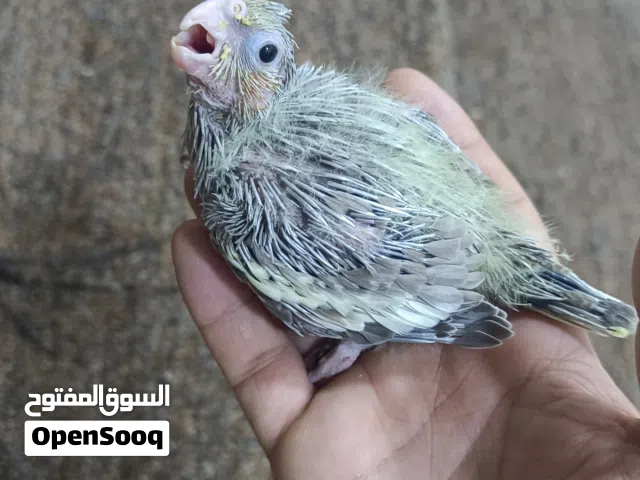 السلام عليكم  افراخ كوكتيل