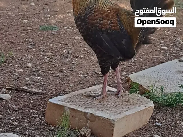 ديوك عدد20 ديك العمر ثلاث شهور بلدي وفيومي