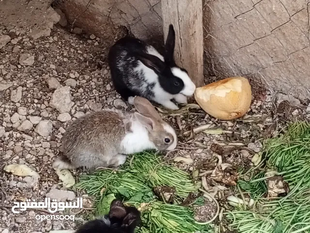 3 ارانب للبيع ذكر وانثايتين