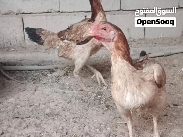 دجاجات خشنات ونضيفات وبياضات