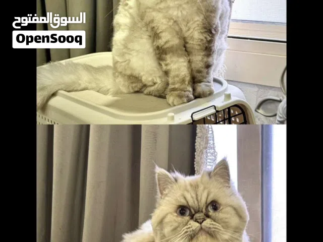 قطة هملايا هادئه ولعوبه( بدون مقابل )