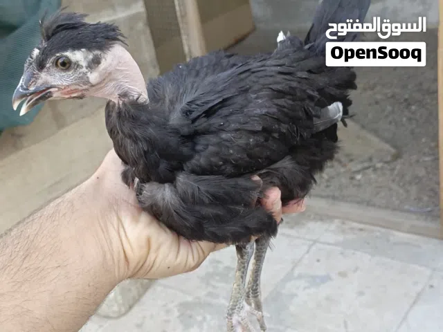 دجاجه ام ركيبه. عمرها 3 اشهر. صحه فول