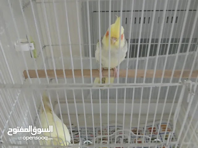 زوج كوكتيل اليف جناح كامل مع القفص والاكل