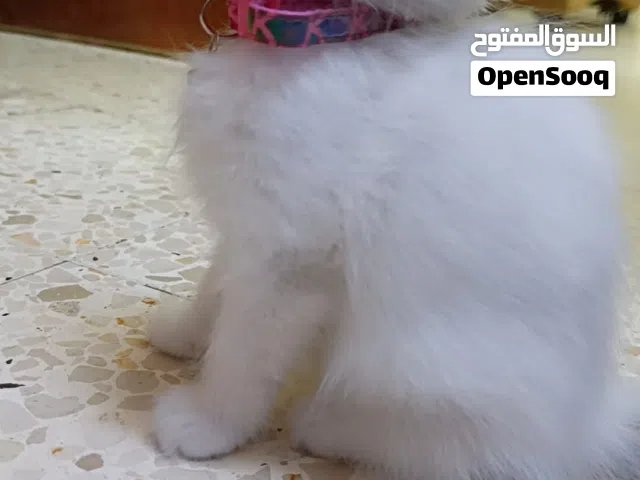 قطط هملايا