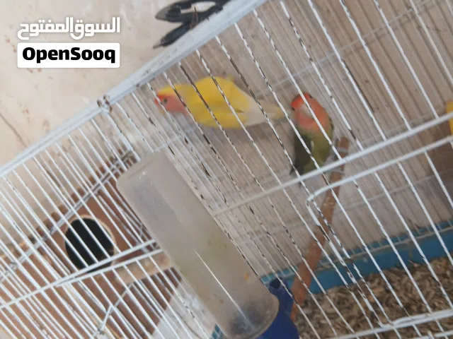 كوبيه بركديلو