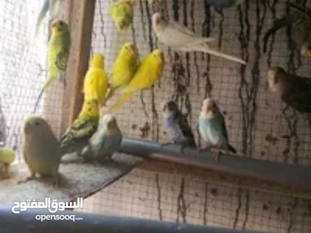 طيور حب الوان نادره الواحد 5دنانير واثنين 9دنانير