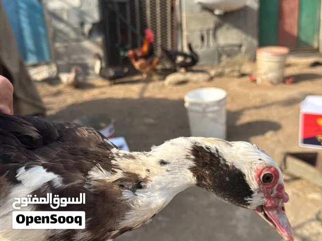 بط للبيع ذكور فقط