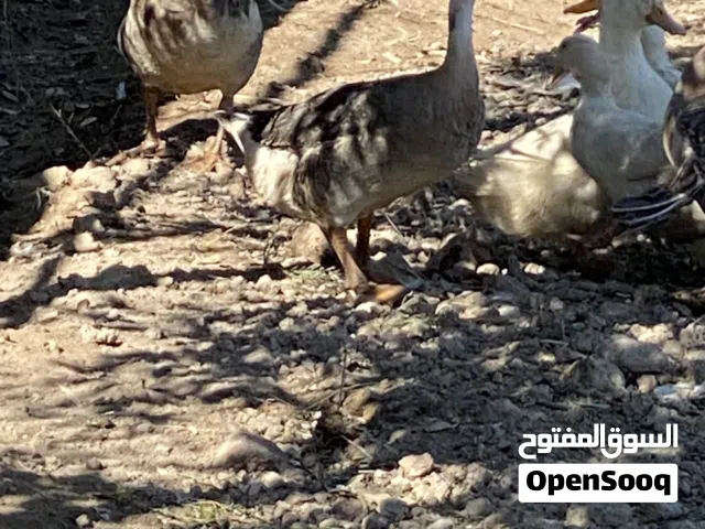 بط عدد 3 كوبرا  بياضات + بشة نثية بياضة