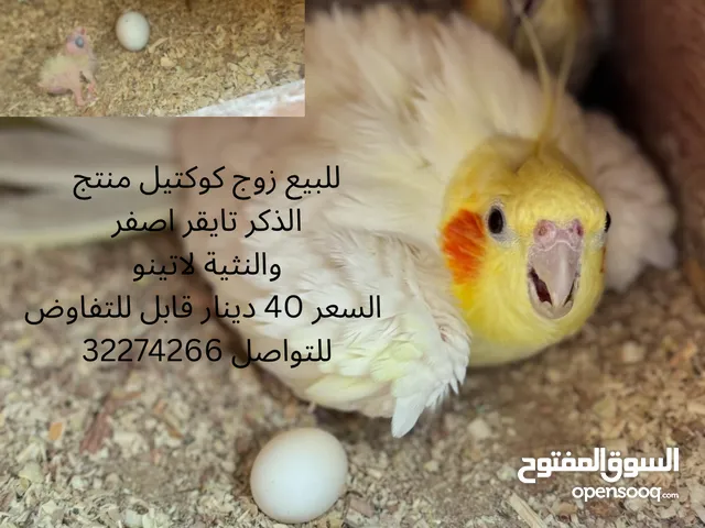 ازواج كوكتيل