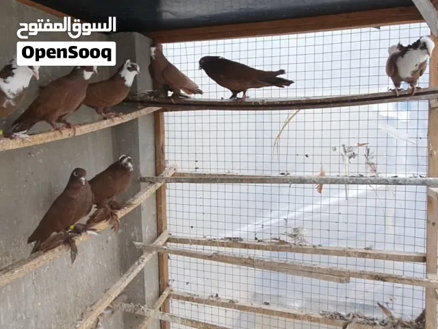 متاح فحلة العدد 8 الطيور مال صيد سعر زوج ب12 المكان نفق الشرطة متاح فحلة العدد 8 الطيور مال صيد سعر