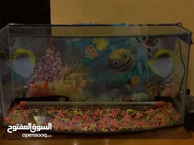 حوض سمك مع ماتور وحجار زينه والضوء للبيع
