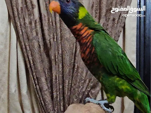 ببغاء لوري رينبو اليف جدا ومتكلك