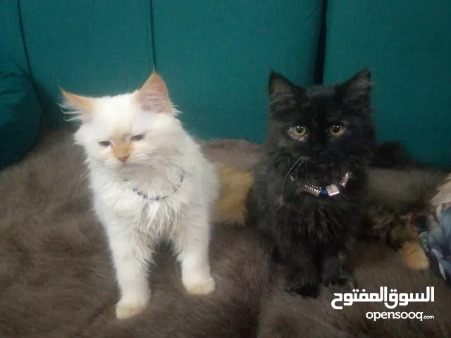قططين نوع سيراجي للبيع اقراء الوصف
