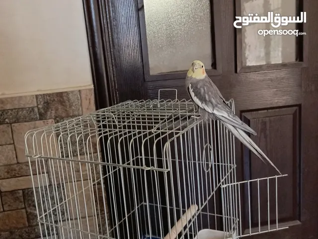 طائر كوكتيل للبيع أليف