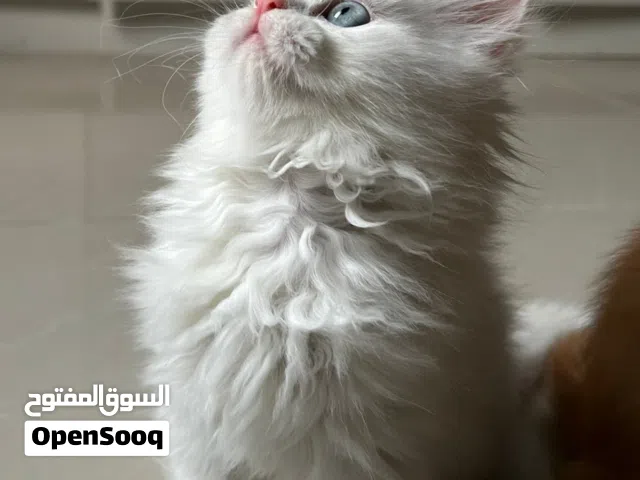 للبيع قطه لعمر شهر ونص