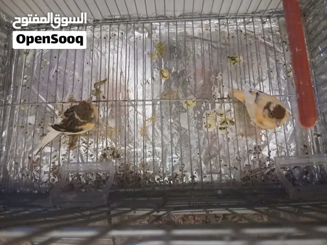 السلام عليكم  كوبيه كناري منتجه  تحتها زوز فروخ