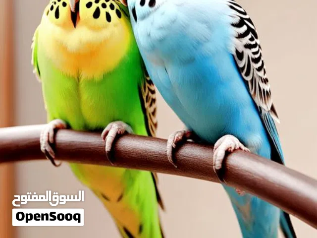يسعد اوقاتكم مطلوب كوم حب بسعر حرق