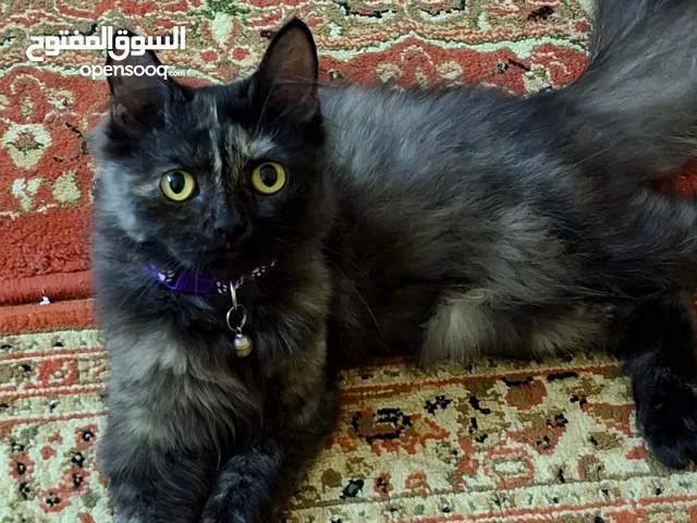 للبيع 25ريال