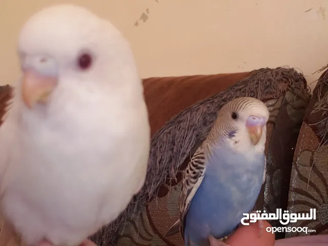 طيور اليفه جدا جدا ماتعض نهائي وتلعب معاك ومع الاطفال