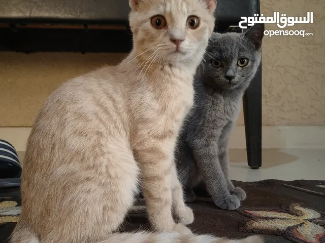 قطط برتش شورت هير الانثي بلو الذكر ماشروم