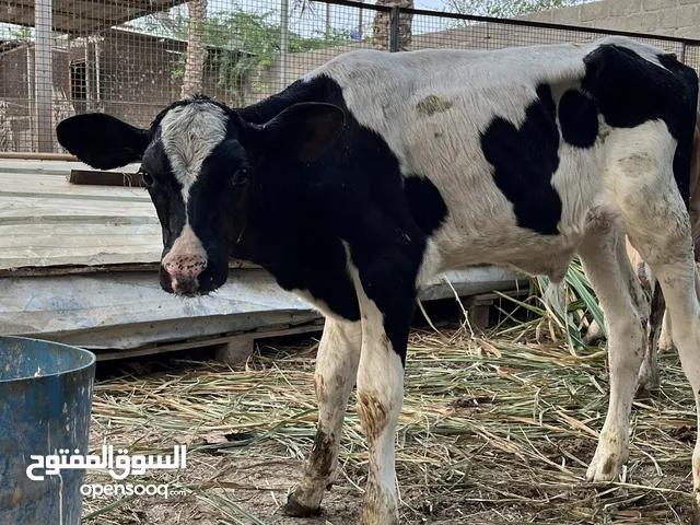 عجل هولندي اصل للبيع