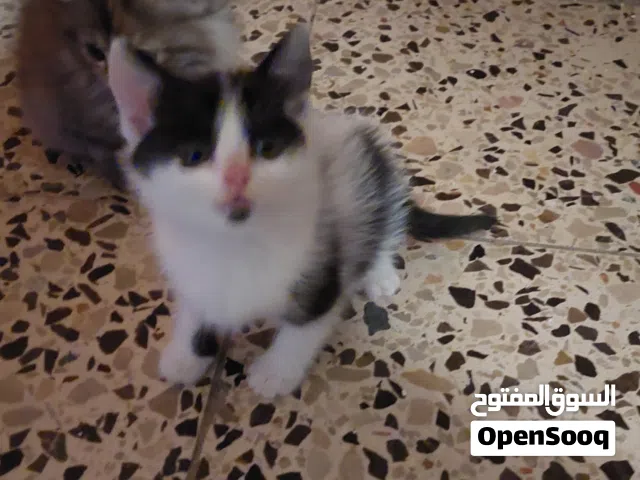 قطه تاكسيدو كتن للبيع