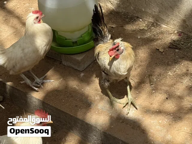 3 دياكة عربية صغار للبيع