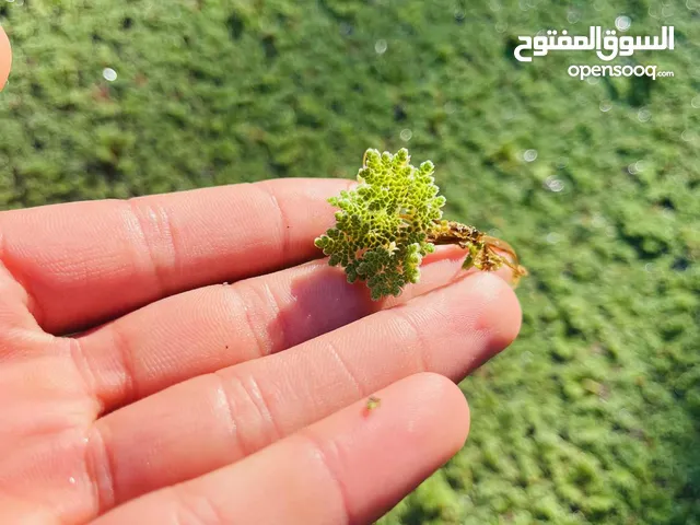 الازولا مكان قصر الاخيار العلوص ربي ايبارك  نوع باناتا خشينه وكيلو 25 دينار