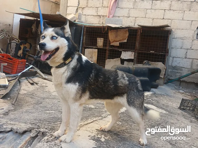 الزرقاء جنب مجمع الجديد