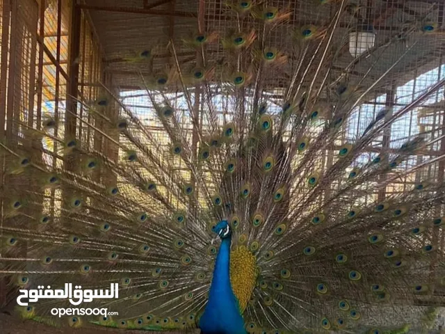 للبيع طاوؤس هندي جميل