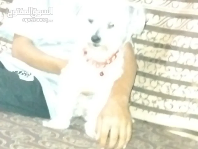 كلبه زينه صغيره جدا مابتكبر للبيع السعر (70) قابل للتفاوض رشيء بصيط