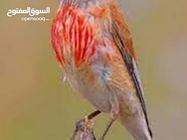 مطلوب طيور تفحي