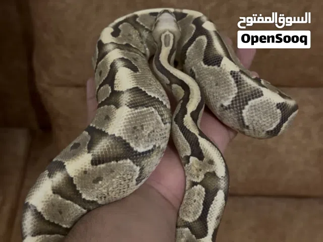 بول باثون اليف جدا نوع نادر ومميز لتربيه