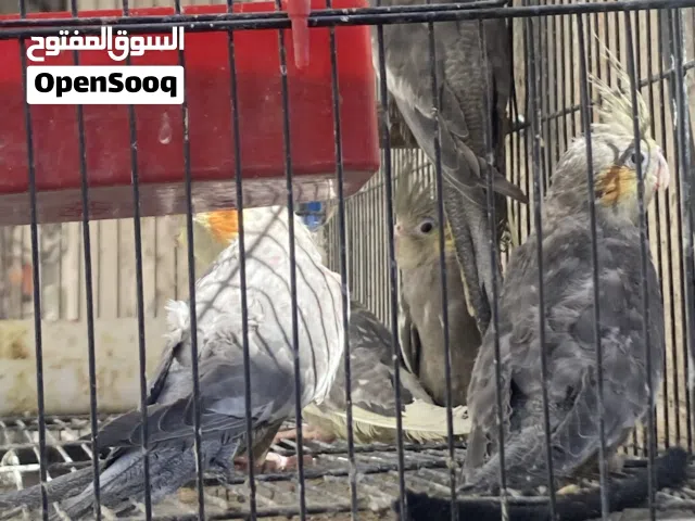 كوكتيل. عمر 3 شهور  مفطومات  الزرقاء حي النزهه