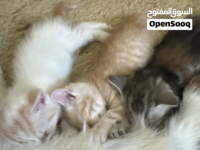 قطط عمر شهر ونص