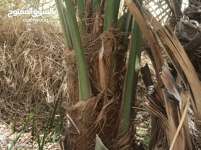 لدينا 10 فسائل من نوع سكري حمراء، جاهزة للزراعة. الفسائل ذات جودة عالية وتُنتج تمراً لذيذاً. السعر:
