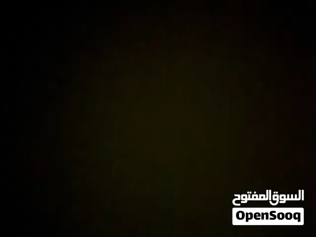 خنجر زراف أفريقي ضخم خنجر بيض وجة